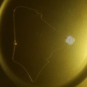 Gold flower necklace